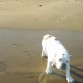 A Zeus le encanta la playa!